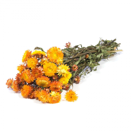 Fleurs Séchées Helichrysum Orange