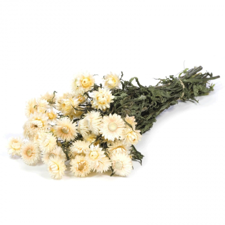 Fleurs Séchées Helichrysum Blanc