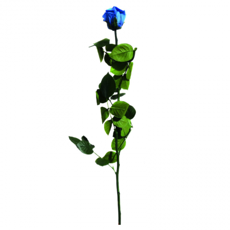 Rose Éternelle Amorosa Bleu Intense