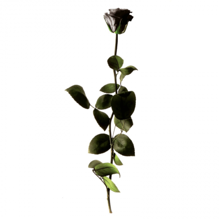 Rose Éternelle Amorosa Noire